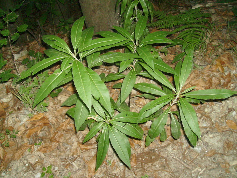 Senecio ovatus (=Senecio fuchsii) / Senecione di Fuchs